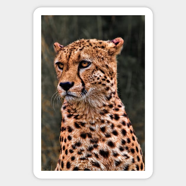 The Pensive Cheetah Sticker by Chris Lord